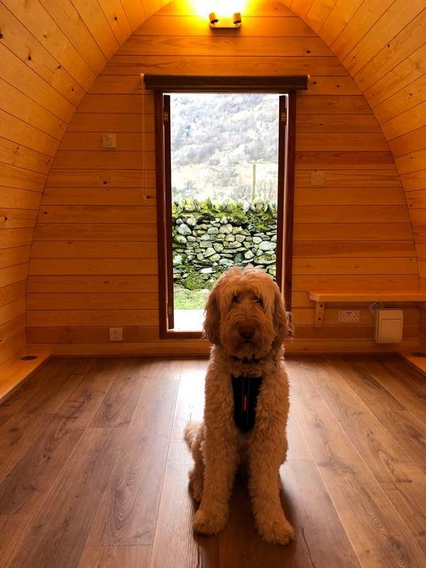 Our camping pods are dog friendly!