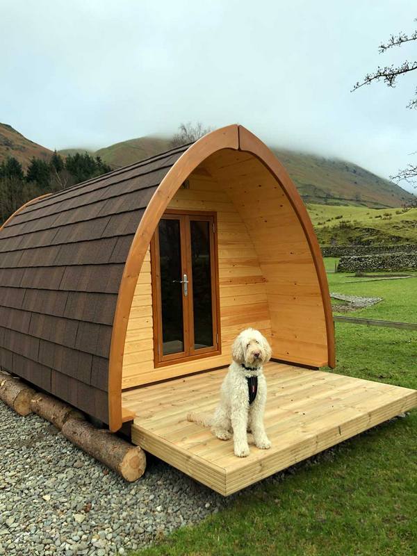 Dog sitting on the porch of the camping pod